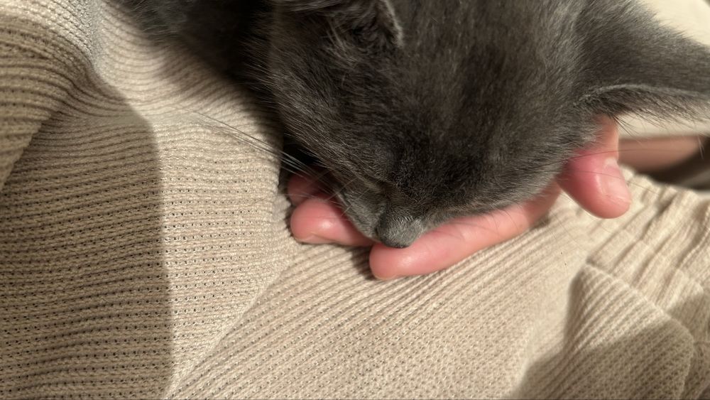 Котенок ищет дом