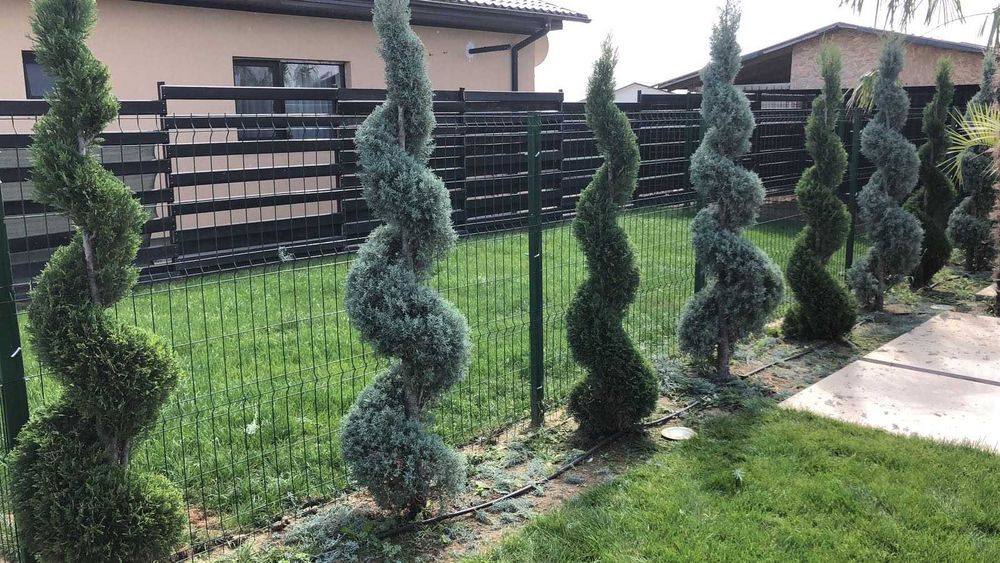 Spirala Pom Pon forme leylandi la ghiveci diverse culori livrare rapid