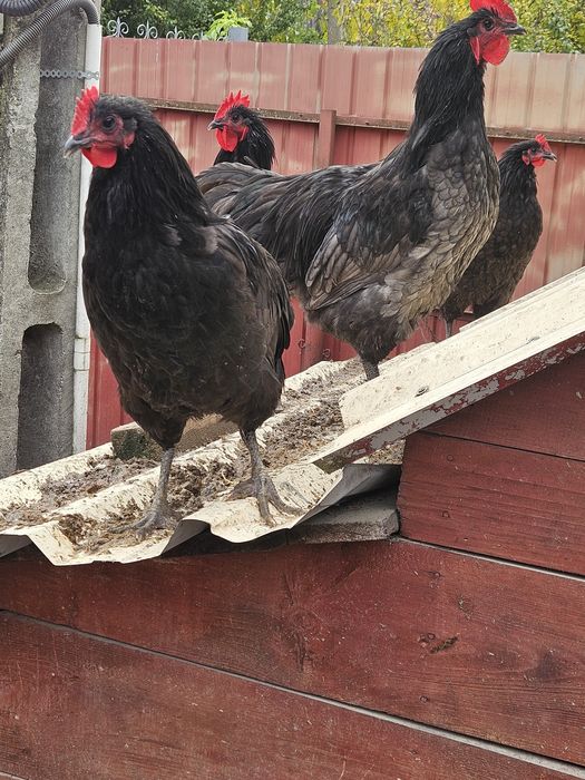 Vand sau schimb cu ceriale