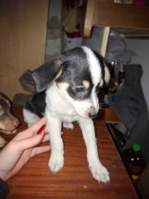 Продавам пинчери