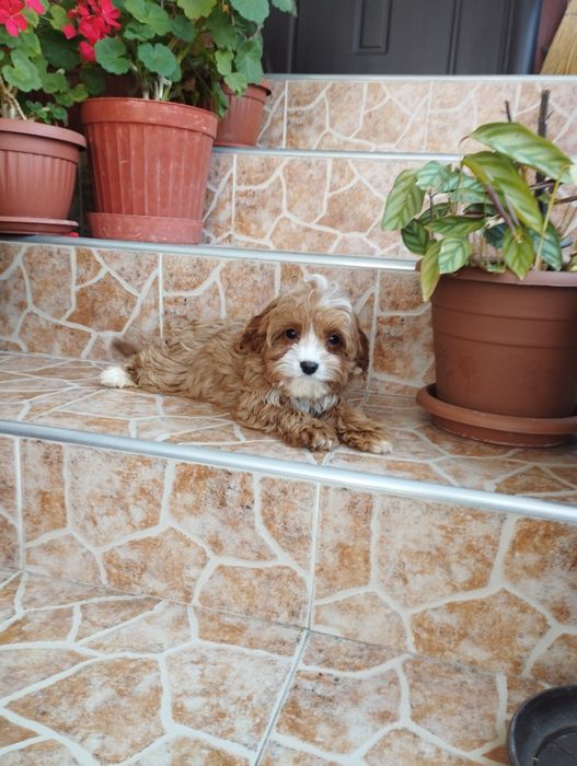 Кавапу Cavapoo .