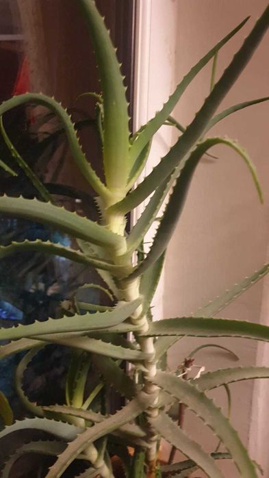 Алоэ лечебный, древовидный