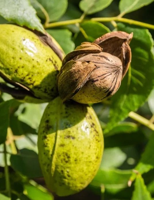 Nuc Pecan (Soiul Avalon )