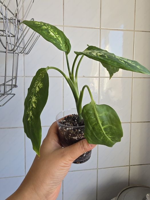 Диффенбахия пятнистая