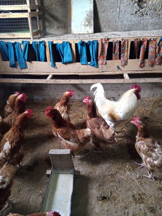 Яйца кур ломан браун