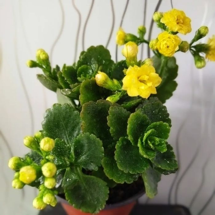 Комнатные цветы на подарок