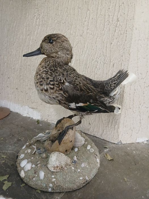 Препарирани птици за интериор