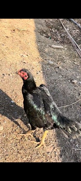 Вьетнам Кәріс микс тауық