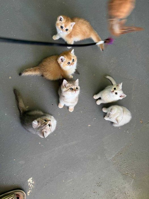 Продается котята