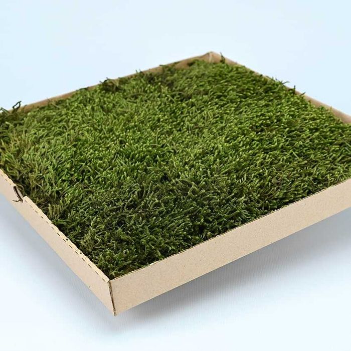 Muschi plat calitate Premium