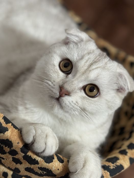 Отдам кота в хорошие заботливые руки