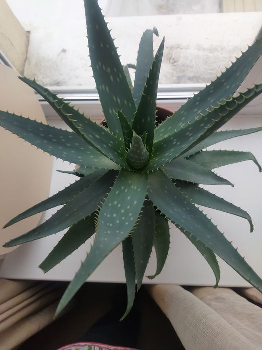 Комнатное растение -алое вера