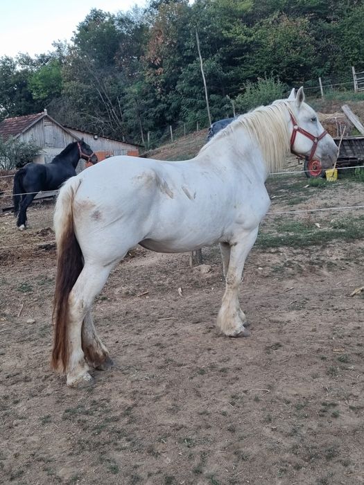 De vanzare doi cai iapa si armasar