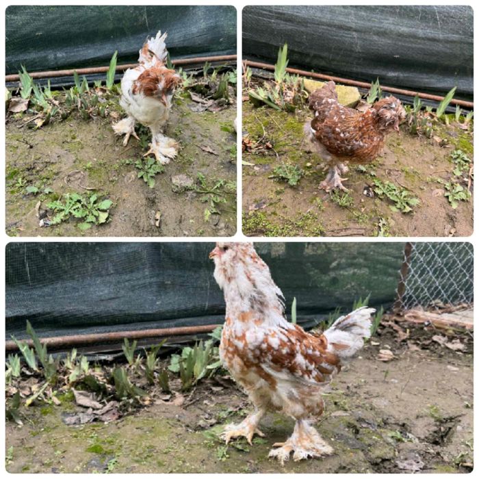 Пилета Струмски и югозападен стандарт