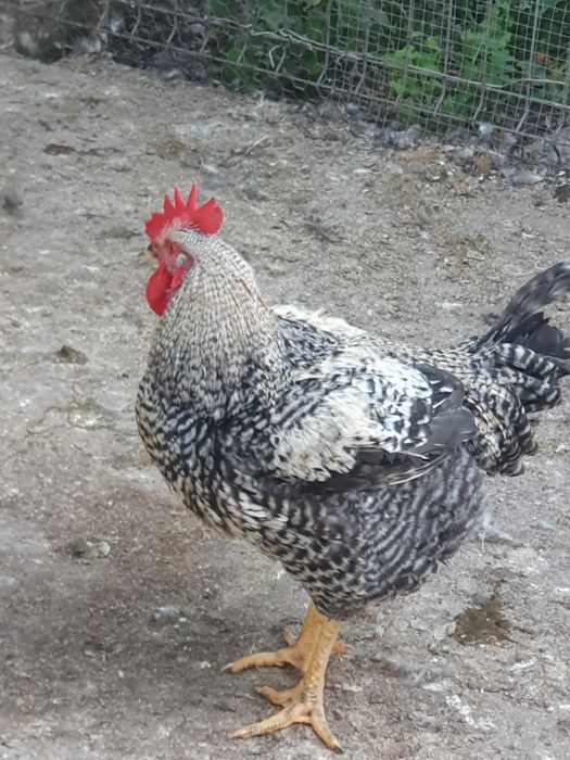 Cocoși de vânzare atât vii cât și tăiați