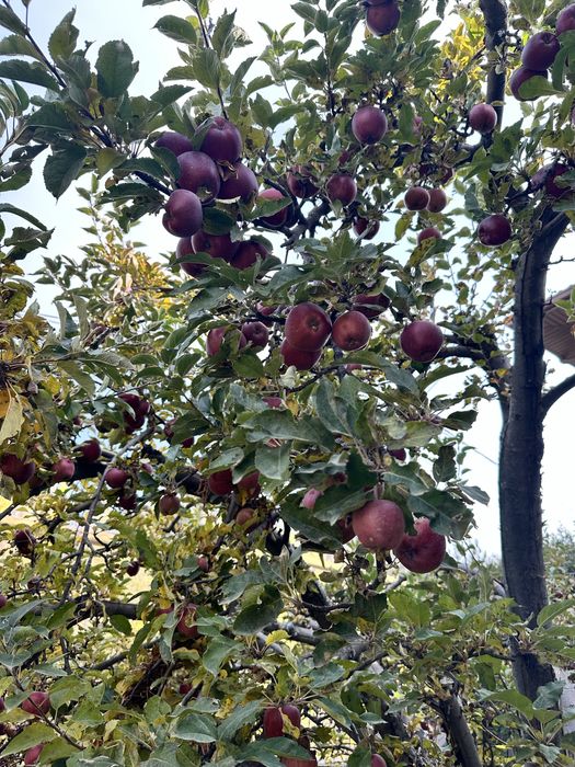 Яблочный уксус домашний