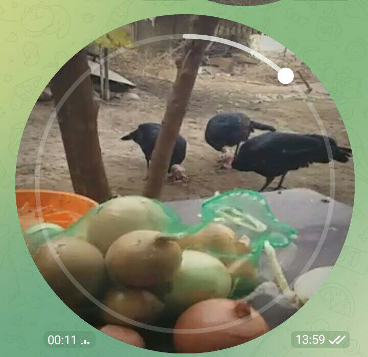 Kurka dalada boqilgan faqat so'yib mazza qilib yisila