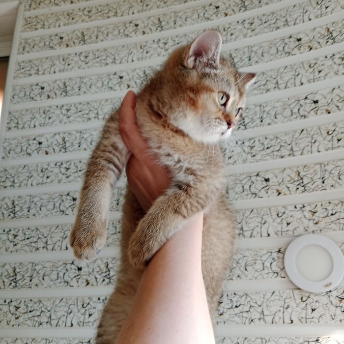 Золотой Шиншила мальчик