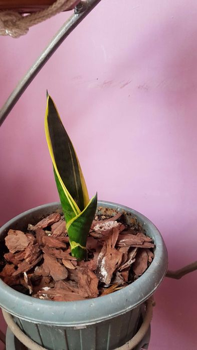 Продам комнатные цветы