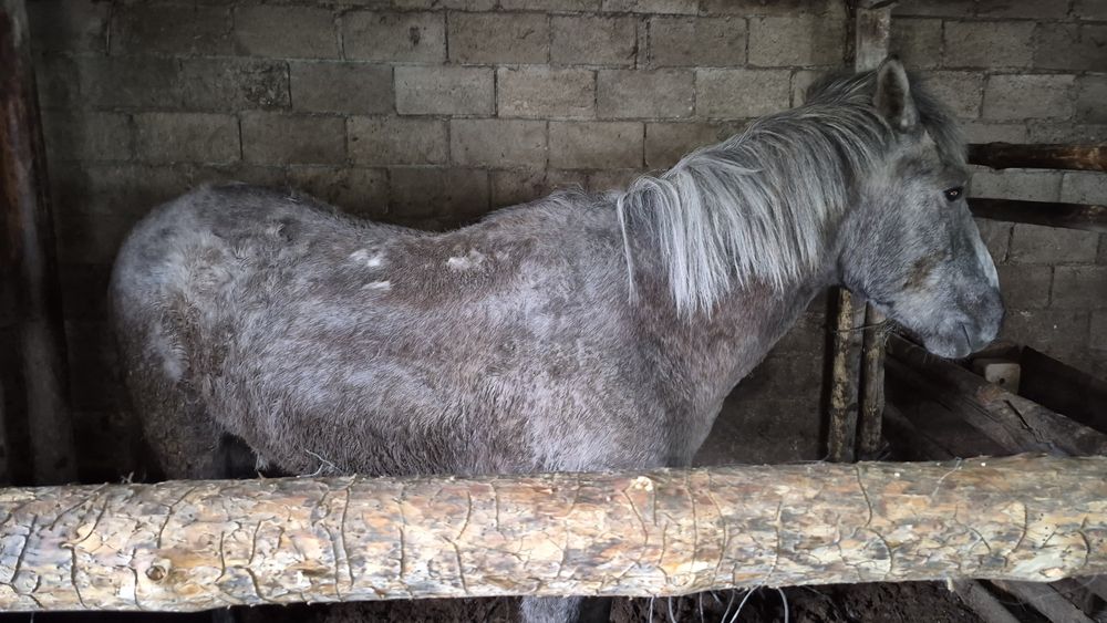 Откормленный мерен