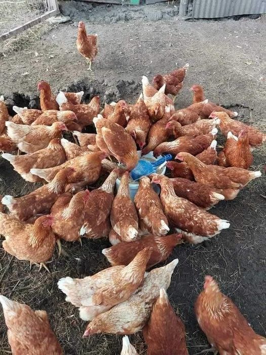 Găini roșii outoare rasă Issa Brown prima serie 2026