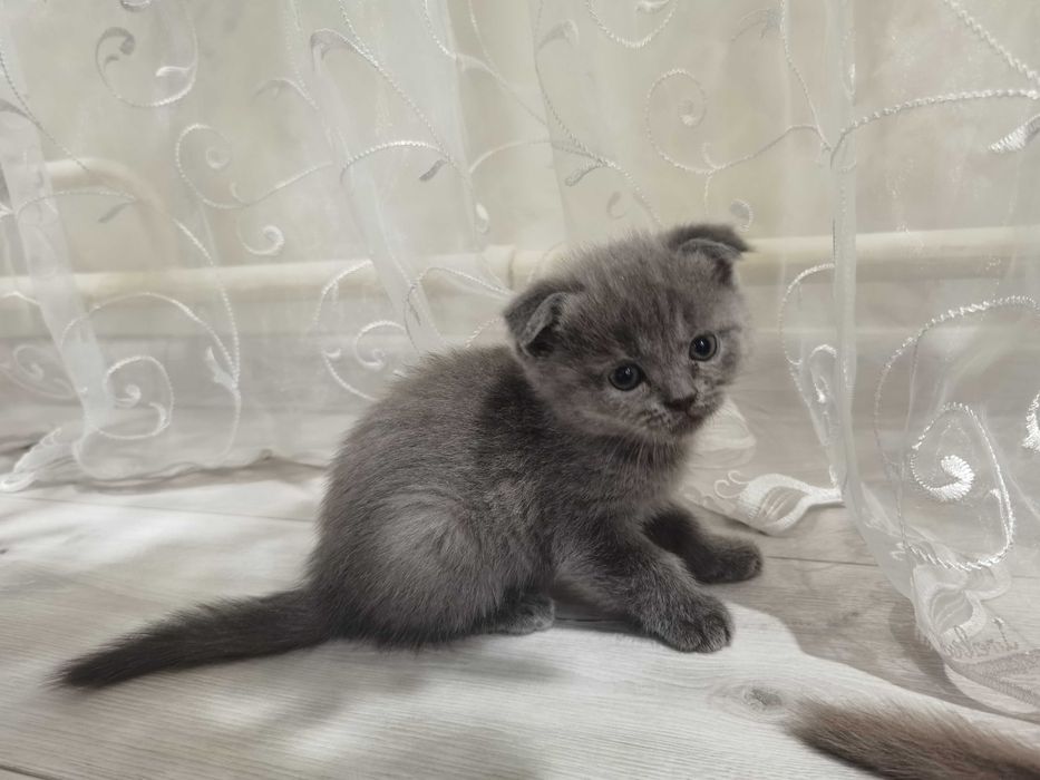 Продаются котята