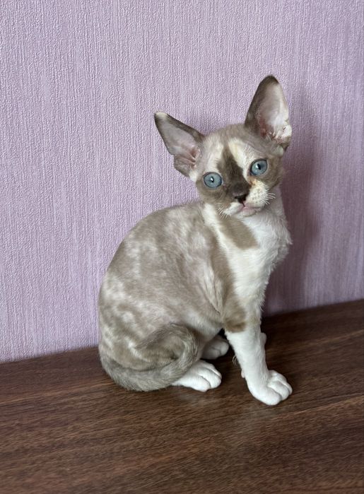 Котята девон рекс