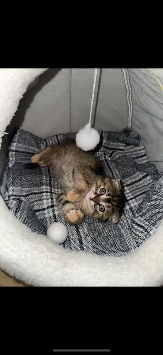 Продам котенка, Куплю котенка