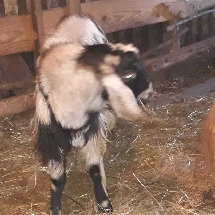 vand tap Anglonubian