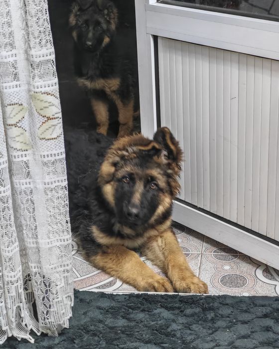 Чистокровные немецкие овчарки