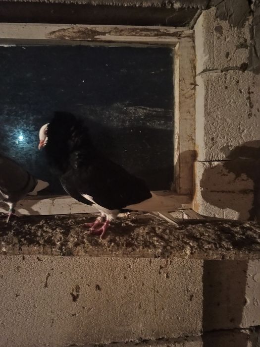 Vând o pereche de porumbei capucini negru lucios