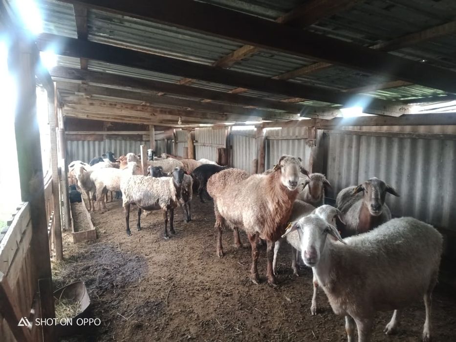 Бараны(мелко-рогатый скот)на продажу