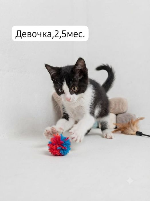 Котята бесплатно