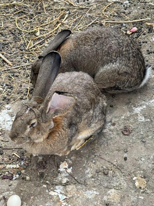 2 iepuroaice urias german