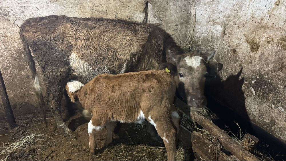 Продаются коровы с телятами