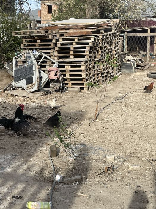 Тауық сатылады туып тур