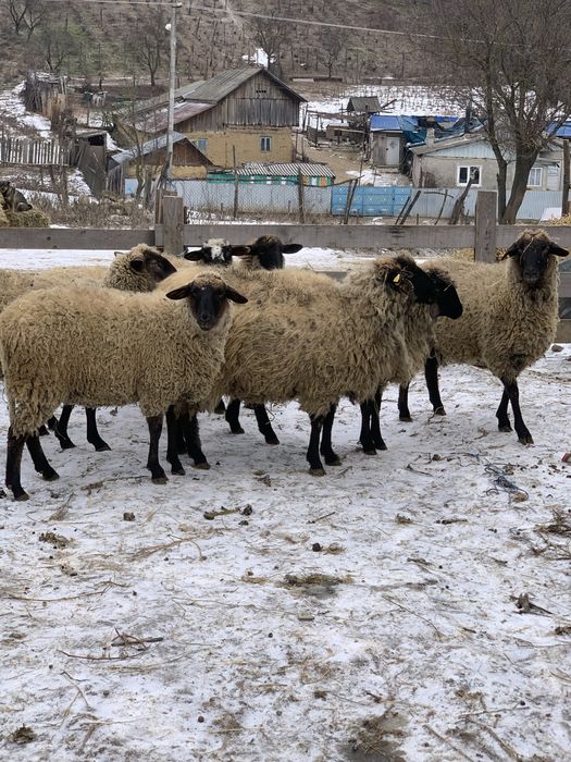 Vand 8 carlane de tinut sau de taiat