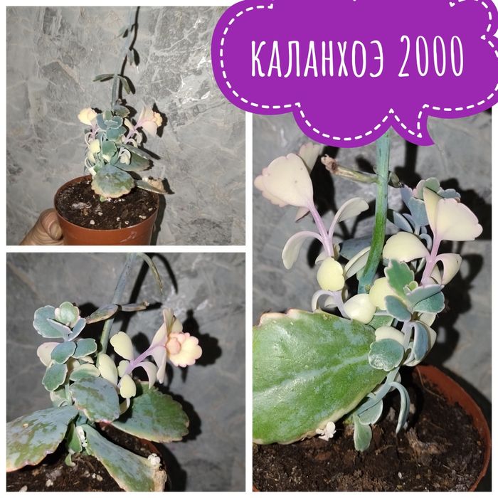 Цветы  комнатные