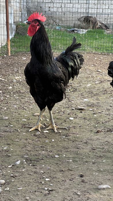 Гигант кора шахзода хурозлари