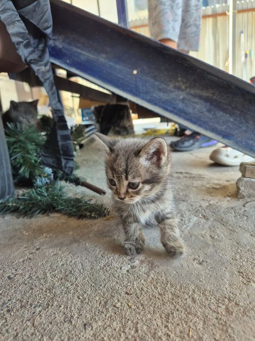 Котята смесь британской