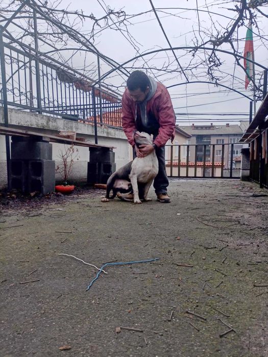 Питбул   син нос