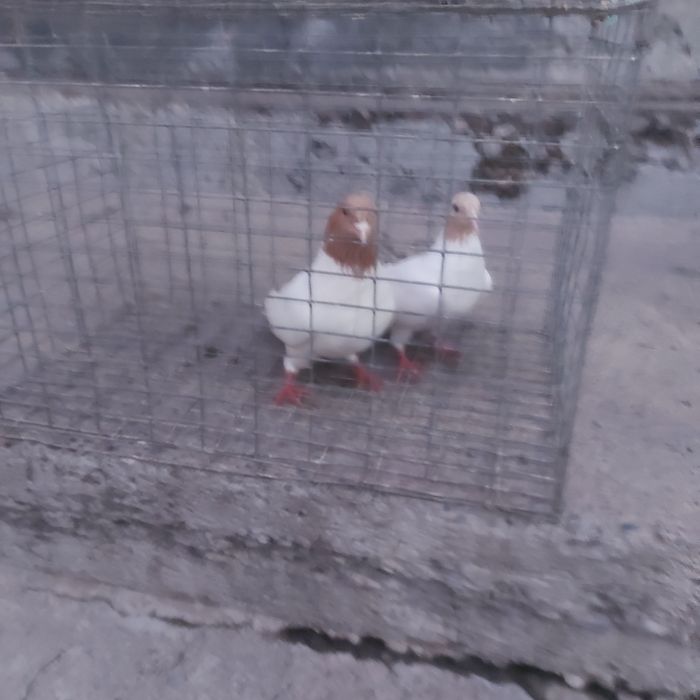 Сарыбас пара лет с игрой гатовый