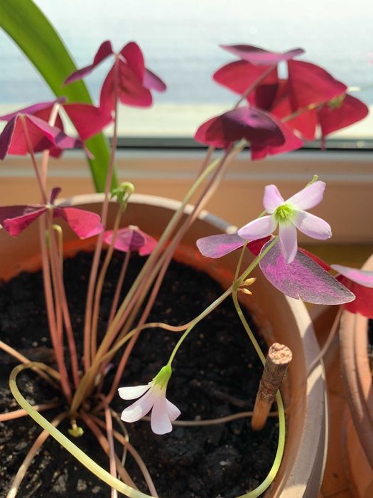 Гиппеаструм, Герань, Оксалис, Хлорофитум