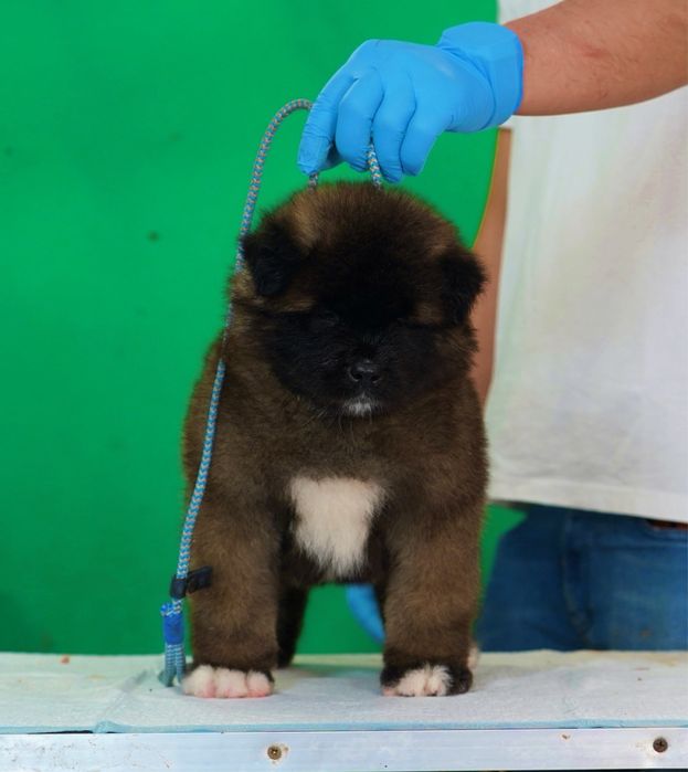 American Akita par lung
