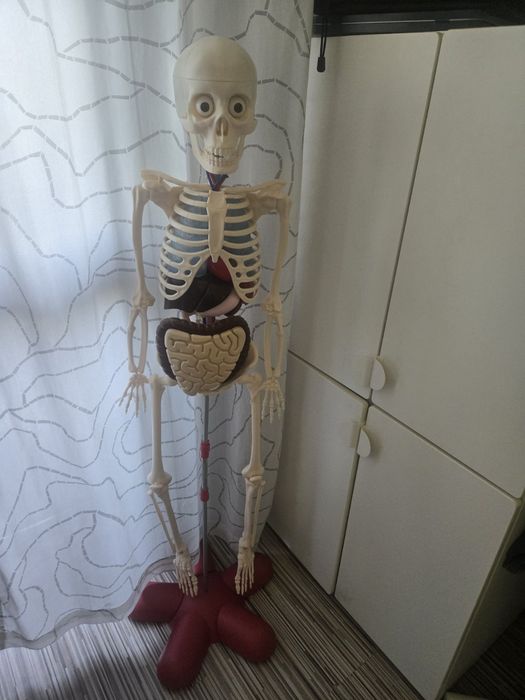 Скелет човешкото тяло