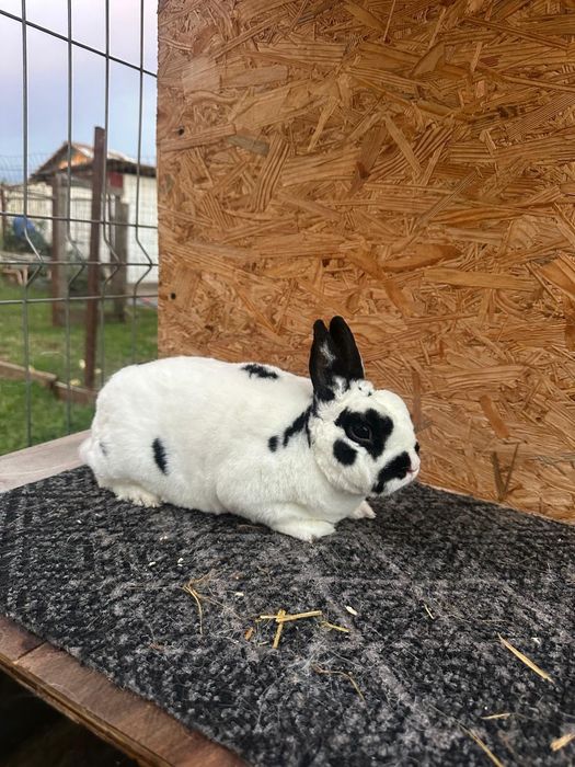 Vând familie Rex pitic