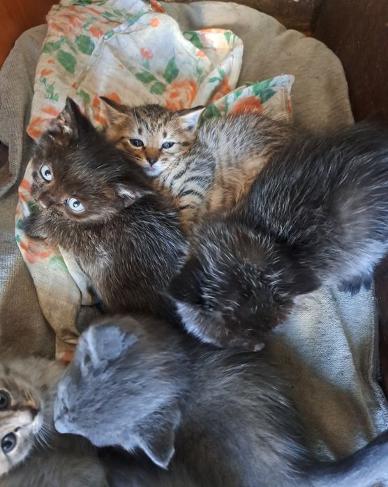 Отдам котят(полукровки) 1,5 мес