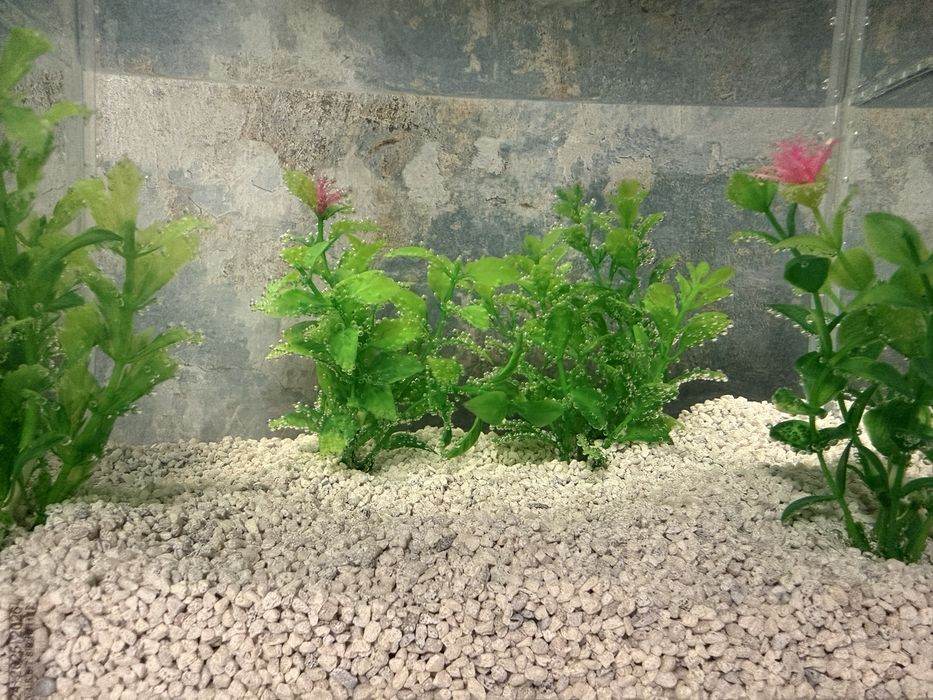 Acvariu 10 litri