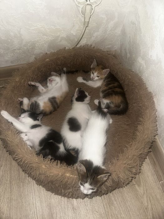 Отдам котят в добрые руки