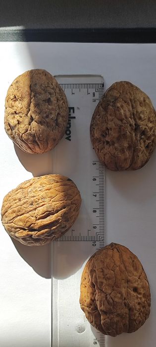 Черупка от едър орех за Handmade декорации